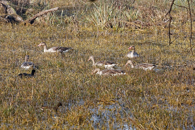 Keoladeo national park-092